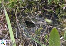 Wohnhöhle einer Zierlichen Trichterspinne (Funnel Weaver, Agelena gracilens)