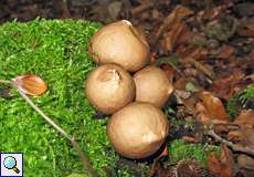 Birnenstäubling (Lycoperdon pyriforme) im NSG Thielenbruch und Thurner Wald