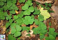 Sauerklee (Oxalis sp.) im NSG Thielenbruch und Thurner Wald