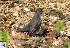 Männliche Amsel (Turdus merula) im NSG Thielenbruch und Thurner Wald