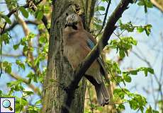 Eichelhäher (Garrulus glandarius) im NSG Thielenbruch und Thurner Wald