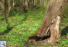 Frühling im NSG Thielenbruch und Thurner Wald