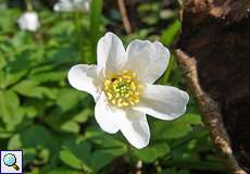 Buschwindröschen (Anemone nemorosa) im NSG Thielenbruch und Thurner Wald