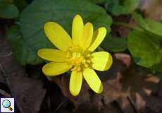 Scharbockskraut (Ficaria verna) im NSG Thielenbruch und Thurner Wald