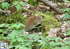 Rötelmaus (Myodes glareolus) im NSG Thielenbruch und Thurner Wald