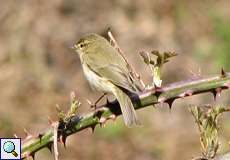 Zilpzalp (Phylloscopus collybita) im NSG Thielenbruch und Thurner Wald