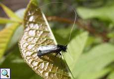 Männlicher Grüner Langfühler (Adela reaumurella) im NSG Thielenbruch und Thurner Wald