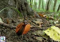 Gewöhnliche Wegschnecke (Arion vulgaris) im NSG Thielenbruch und Thurner Wald