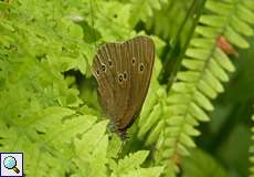 Brauner Waldvogel (Aphantopus hyperantus) im NSG Thielenbruch und Thurner Wald