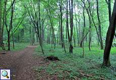 Trüber Sommertag im NSG Thielenbruch und Thurner Wald