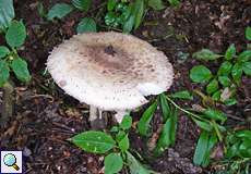 Parasol (Macrolepiota procera) im NSG Thielenbruch und Thurner Wald