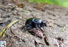 Waldmistkäfer (Anoplotrupes stercorosus) im NSG Thielenbruch und Thurner Wald