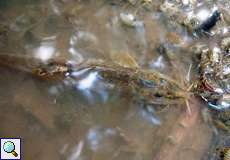 Bachschmerle (Stone Loach, Barbatula barbatula)