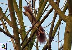 Europäisches Eichhörnchen (Eurasian Red Squirrel, Sciurus vulgaris)