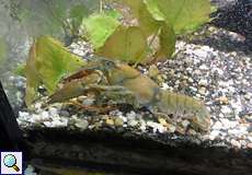 Europäischer Flusskrebs (European Crayfish, Astacus astacus)