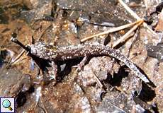 Fadenmolch (Palmate Newt, Lissotriton helveticus)
