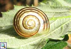 Garten-Bänderschnecke (White-lipped Snail, Cepaea hortensis)