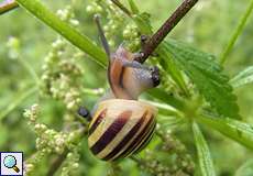 Garten-Bänderschnecke (White-lipped Snail, Cepaea hortensis)