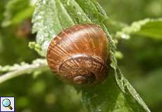 Gefleckte Schnirkelschnecke (Copse Snail, Arianta arbustorum)
