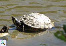 Gelbbauch-Schmuckschildkröte (Yellow-bellied Slider, Trachemys scripta scripta)