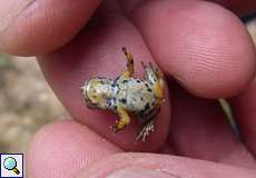 Junge Gelbbauchunke (Yellow-bellied Toad, Bombina variegata), Körperunterseite