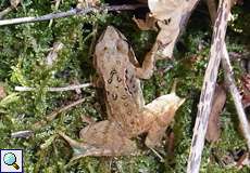 Grasfrosch (Common Frog, Rana temporaria)