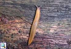 Hellbraune Wegschnecke (Dusky Arion, Arion subfuscus)