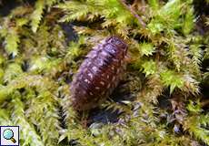 Mauerassel (Common Woodlouse, Oniscus asellus)