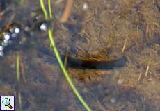 Pferdeegel (Horse-leech, Haemopis sanguisuga)