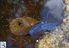 Posthornschnecke (Great Ramshorn, Planorbarius corneus)