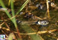 Ringelnatter (European Grass Snake, Natrix natrix)