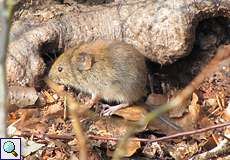 Rötelmaus (Bank Vole, Myodes glareolus)