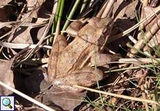 Springfrosch (Agile Frog, Rana dalmatina)