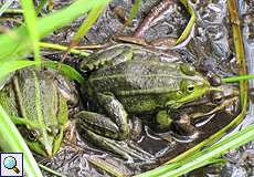 Teichfrosch (Edible Frog, Pelophylax esculentus)