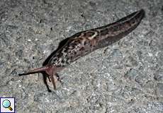 Tigerschnegel (Leopard Slug, Limax maximus)