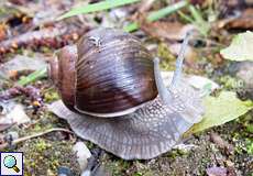 Weinbergschnecke (Burgundy Snail, Helix pomatia)