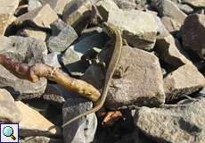 Junge Zauneidechse (Sand Lizard, Lacerta agilis)