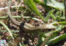 Junge Zauneidechse (Sand Lizard, Lacerta agilis)