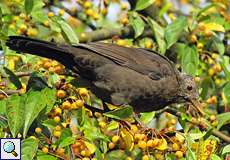 Weibliche Amsel (Blackbird, Turdus merula), der Vogel hat am Kopf ein Mauserproblem
