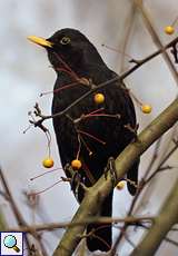Männliche Amsel (Blackbird, Turdus merula)