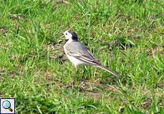 Männliche Bachstelze (White Wagtail, Motacilla alba)