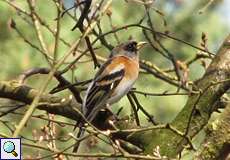 Männlicher Bergfink (Brambling, Fringilla montifringilla)