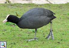 Blässhuhn (Black Coot, Fulica atra)