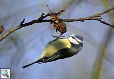 Blaumeise (Blue Tit, Cyanistes caeruleus)