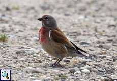 Männlicher Bluthänfling (Linnet, Carduelis cannabina)