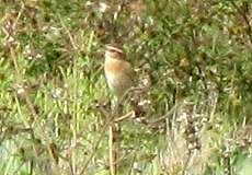 Weibliches Braunkehlchen (Whinchat, Saxicola rubetra)