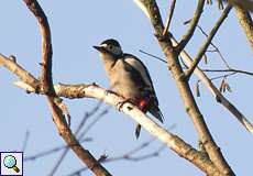 Weiblicher Buntspecht (Great Spotted Woodpecker, Dendrocopos major)