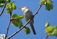 Männliche Dorngrasmücke (Whitethroat, Sylvia communis)