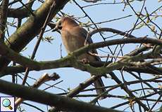 Eichelhäher (Eurasian Jay, Garrulus glandarius)