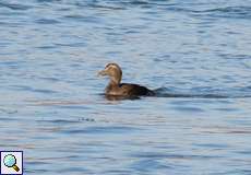 Eiderente (Common Eider, Somateria mollissima) im Jugendkleid